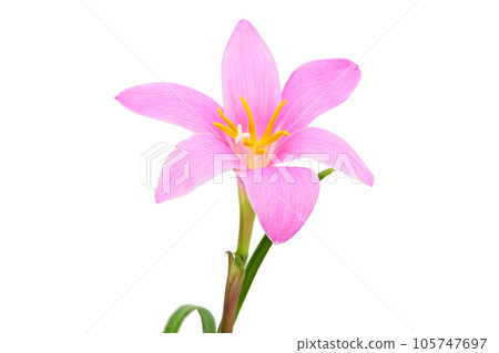 [Zephyranthes]（深度構圖） 105747697