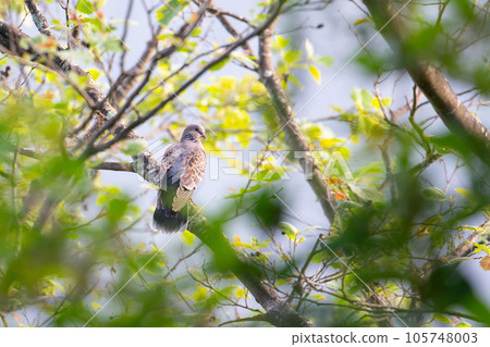夏天的山,斑鳩棲息在樹枝上 夏天的山,斑鳩棲息在樹枝上 105748003