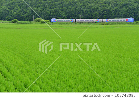 Kiha 283系列特急列車穿過稻田 105748083