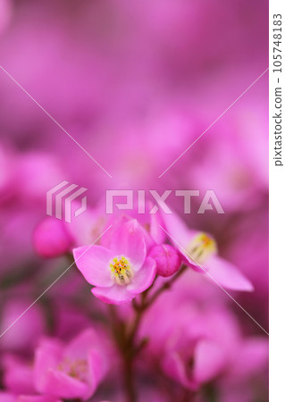 Boronia flowers 105748183