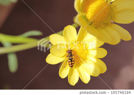 食蚜蠅和菊花多核花 105748184