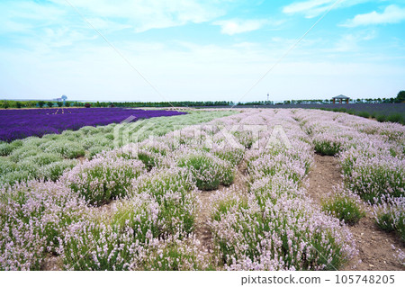 Sea of Okhotsk and colorful lavender fields Hokkaido Sea of Okhotsk and colorful lavender fields Hokkaido 105748205