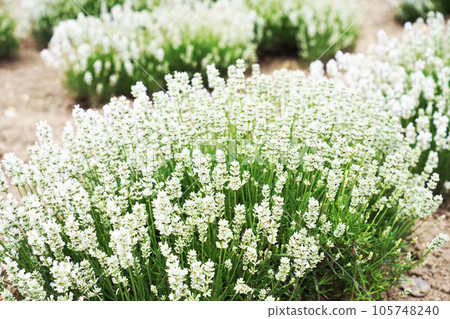 鄂霍茨克薰衣草田“白薰衣草” 105748240