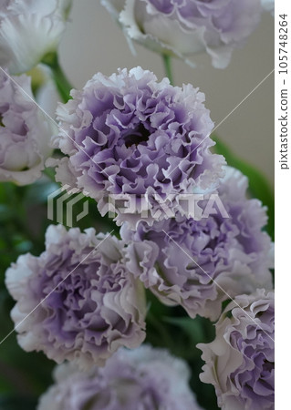 Lavender Lisianthus 105748264