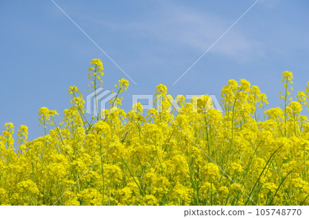 強姦花田和藍天 強姦花田和藍天 105748770