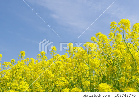 Rape flower field and blue sky 105748776