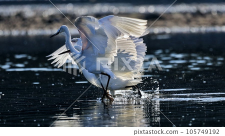 egret 105749192