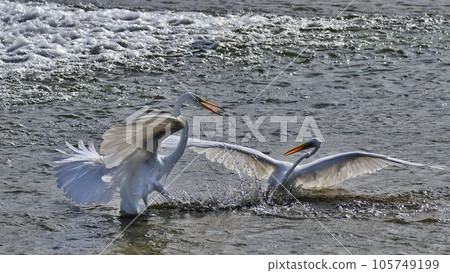 egret 105749199