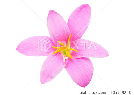 [Zephyranthes]（深度構圖） 105749208