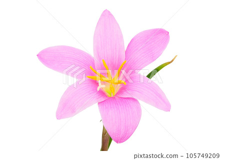 [Zephyranthes]（深度構圖） 105749209