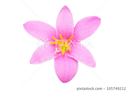 [Zephyranthes]（深度構圖） 105749212