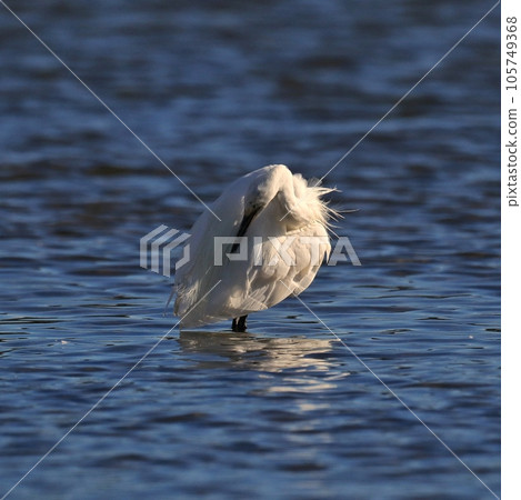 egret 105749368