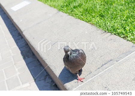 [Ukraine] A pigeon walking on Independence Square in the center of Kyiv 105749543