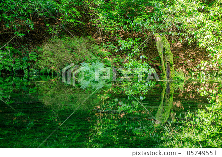 夏季池山水源地 熊本縣產山村 夏季池山水源地 熊本縣產山村 105749551