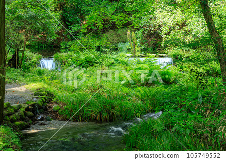夏季池山水源地 熊本縣產山村 105749552