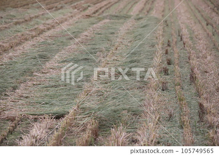 Straw drying in the sun in a rice field Straw drying in the sun in a rice field 105749565