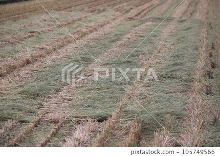 Straw drying in the sun in a rice field Straw drying in the sun in a rice field 105749566