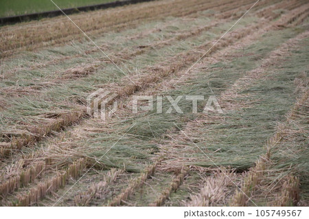 Straw drying in the sun in a rice field Straw drying in the sun in a rice field 105749567