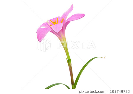 [Zephyranthes]（深度構圖） 105749723