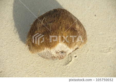 Closeup of a Coconut 105750032