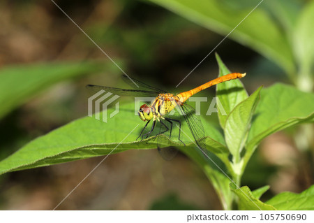 Mayutateakane 105750690