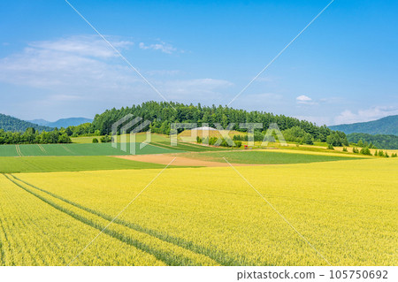 北海道富良野田園風光丘陵 105750692
