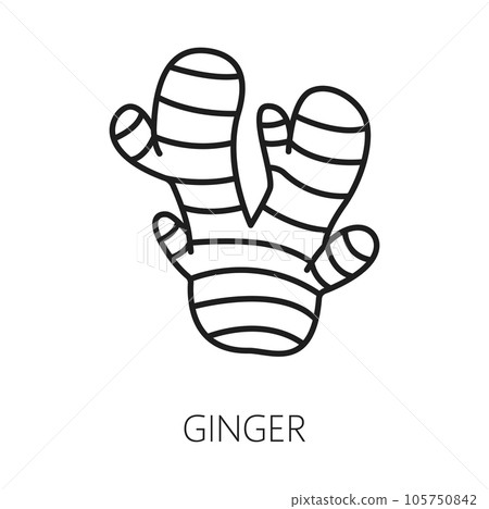 Ginger root outline icon. Vector rhizome of ginger kitchen seasoning. Fragrant herb condiment, culinary seasoning used in medicine, spicy food Ginger root outline icon. Vector rhizome of ginger kitchen seasoning. Fragrant herb condiment, culinary seasoning used in medicine, spicy food 105750842