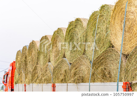 Truck carrying wheat culm rolls Truck carrying wheat culm rolls 105750997