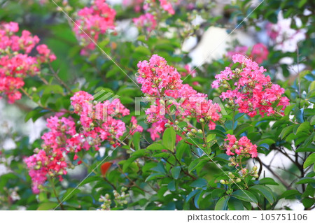 Pink crape myrtle flowers growing in the blue sky Pink crape myrtle flowers growing in the blue sky 105751106