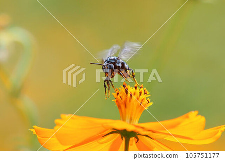 Rurimon bee flying from yellow cosmos Rurimon bee flying from yellow cosmos 105751177