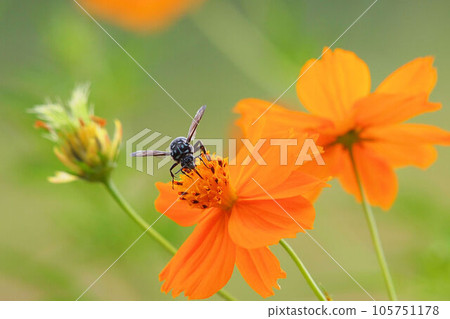 Rurimon bee perching on yellow cosmos Rurimon bee perching on yellow cosmos 105751178