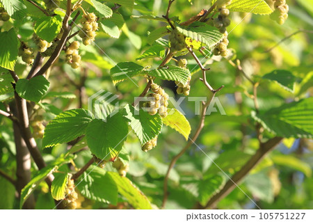 Fruit of Tosa Mizuki 105751227