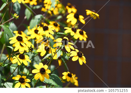Rudbekia · Takao 105751255