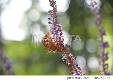 亞布蘭留下的蟬殼 亞布蘭留下的蟬殼 105751256