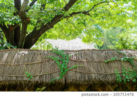 Green ivy on a thatched roof made of rice straw. Green ivy on a thatched roof made of rice straw. 105751478