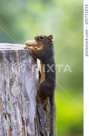 Small Squirrel with Peanut on a tree Small Squirrel with Peanut on a tree 105751659