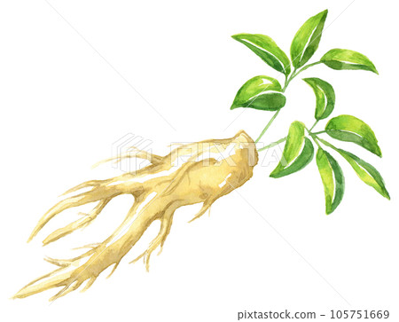 Watercolor painting Panax ginseng Korean ginseng 105751669