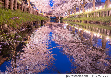 Cherry blossoms illuminated at night along the Kawagoe Shingashi River 105751777