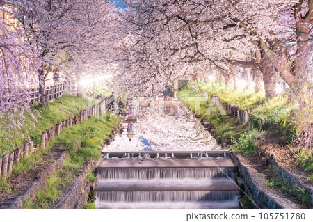 川越新子川夜幕下的櫻花 川越新子川夜幕下的櫻花 105751780