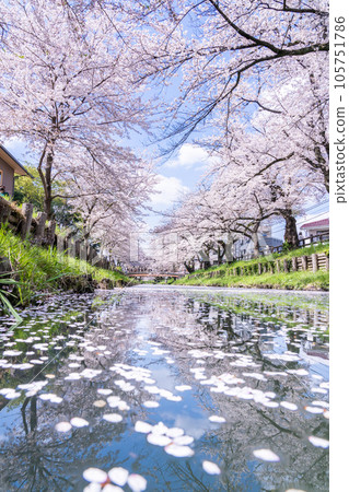 川越冰川神社後新子川沿岸的川越櫻花盛開的絕景 105751786