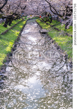 川越冰川神社後新子川沿岸的川越櫻花盛開的絕景 105751798