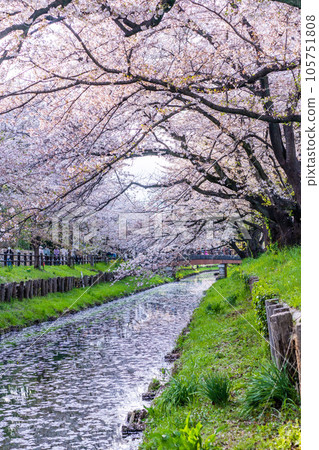 川越冰川神社後新子川沿岸的川越櫻花盛開的絕景 105751808
