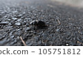 Small stag beetle walking 105751812