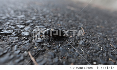 Small stag beetle walking Small stag beetle walking 105751812