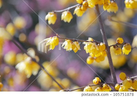 yellow winterberry yellow winterberry 105751878