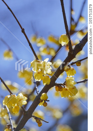 yellow winterberry 105751879