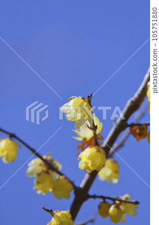 yellow winterberry yellow winterberry 105751880