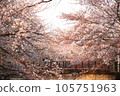Scenery with cherry blossoms 105751963