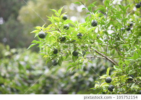 Blue Yuzu (Yuzu) Blue Yuzu (Yuzu) 105752154