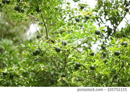 Blue Yuzu (Yuzu) Blue Yuzu (Yuzu) 105752155